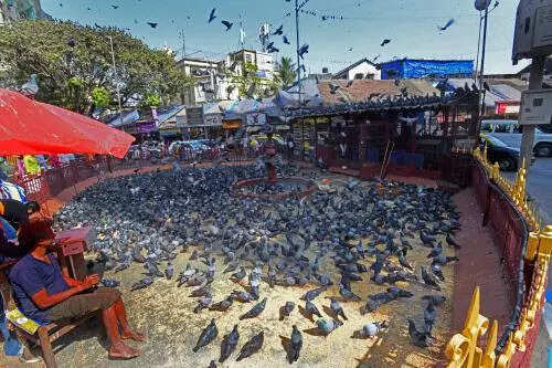 Furnish medical materials on health hazards due to pigeon droppings, says Bombay high court