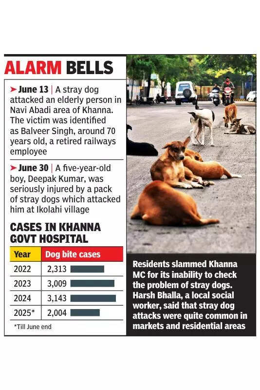 Dogs maul elderly woman, leave her seriously injured