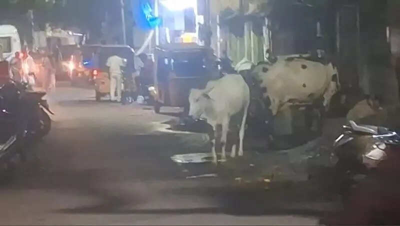 Stray cattle attacks two in Triplicane; locals seek remedy