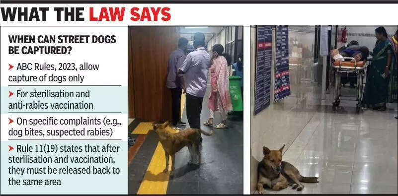 Strays at GHs, a bitter pill to swallow for patients