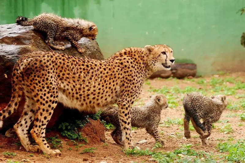 Nehru Zoo Park to acquire 250+ species, including cheetahs