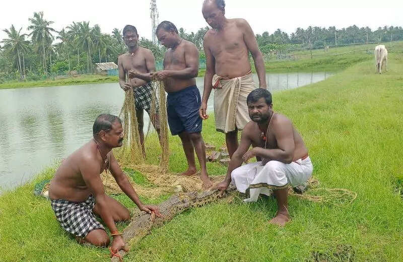 Stray crocodile captured in Kendrapada