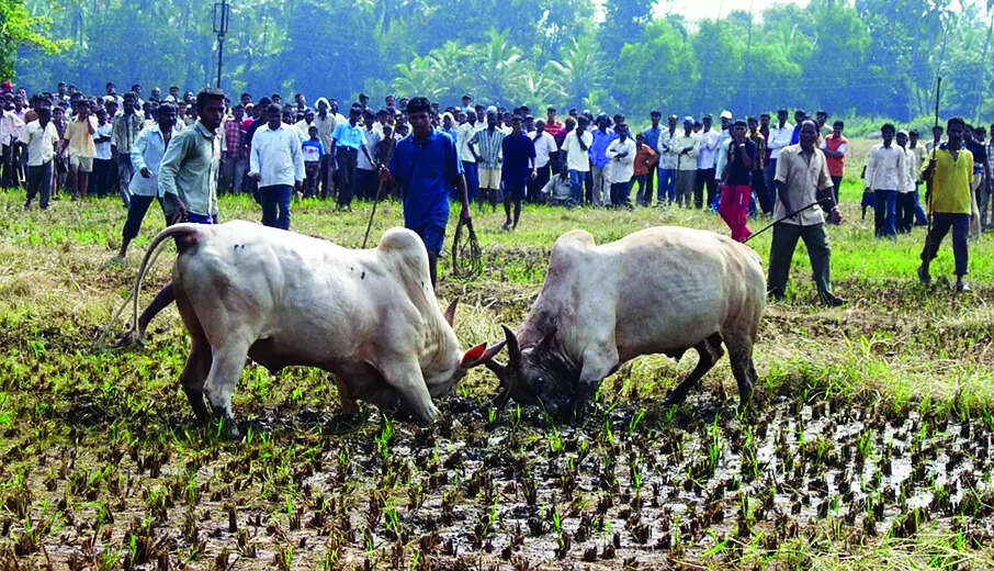 Dhirios banned in Goa, but still held: Petitioner to HC