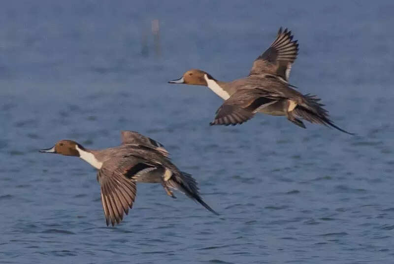Study unveils avian trove, documents 452 bird species across Telangana