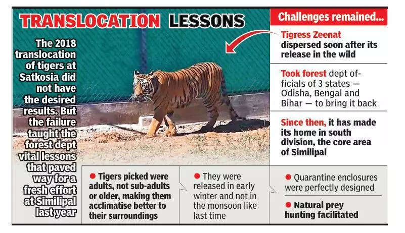 In Zeenat and Yamuna, Similipal shows the way for tiger translocation in country