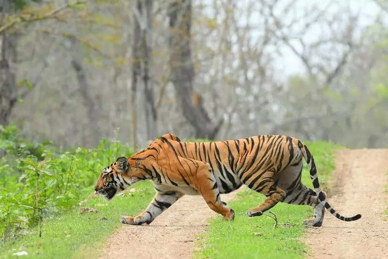International Tiger Day: Clamour for new reserves grows in Karnataka