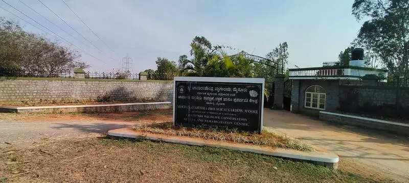 Rewilding & rehabilitating injured tigers: Mysuru centre shows the way in Karnataka