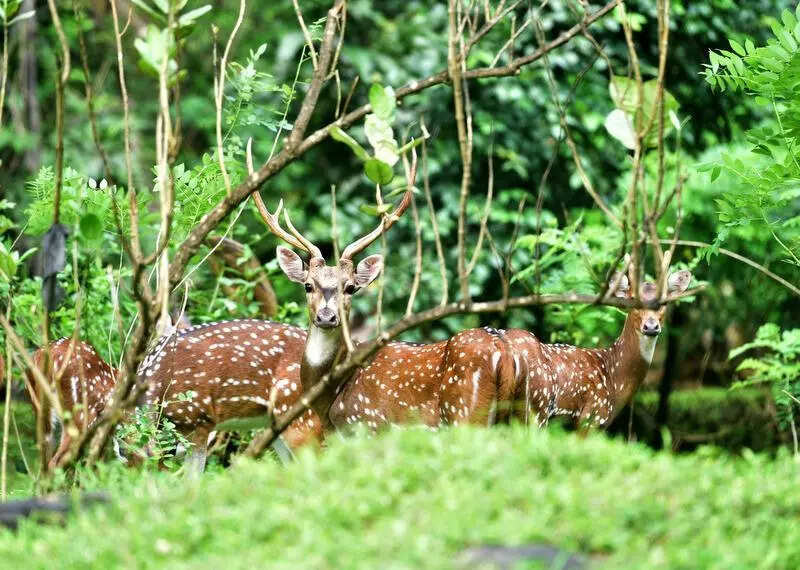 100+ kanwar yatris allowed into ‘closed’ SGNP ‘on neta nudge’