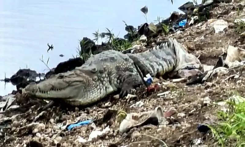 Crocodile sighting near Musi sparks panic in Baba Nagar