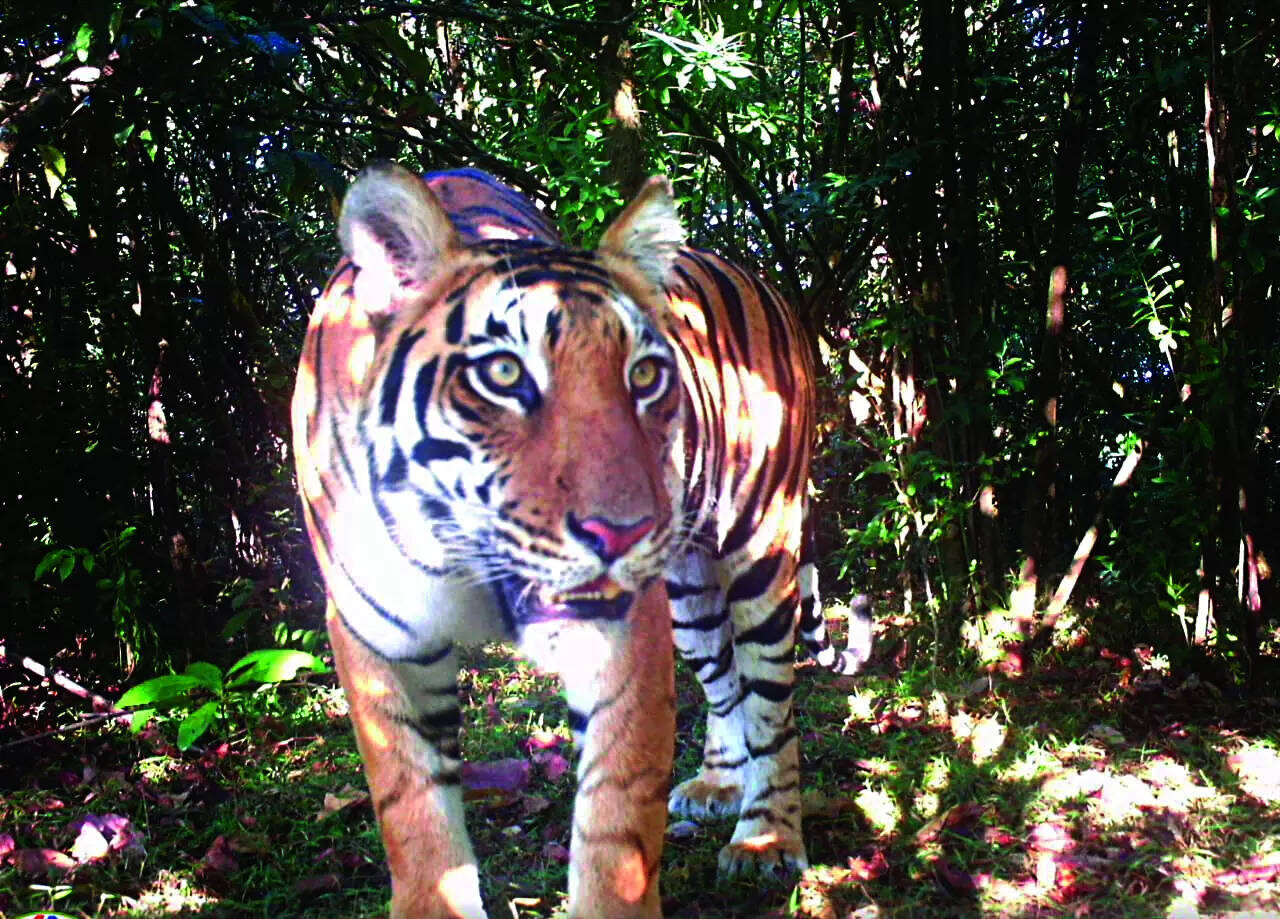 Caught on camera, but tiger presence still under debate