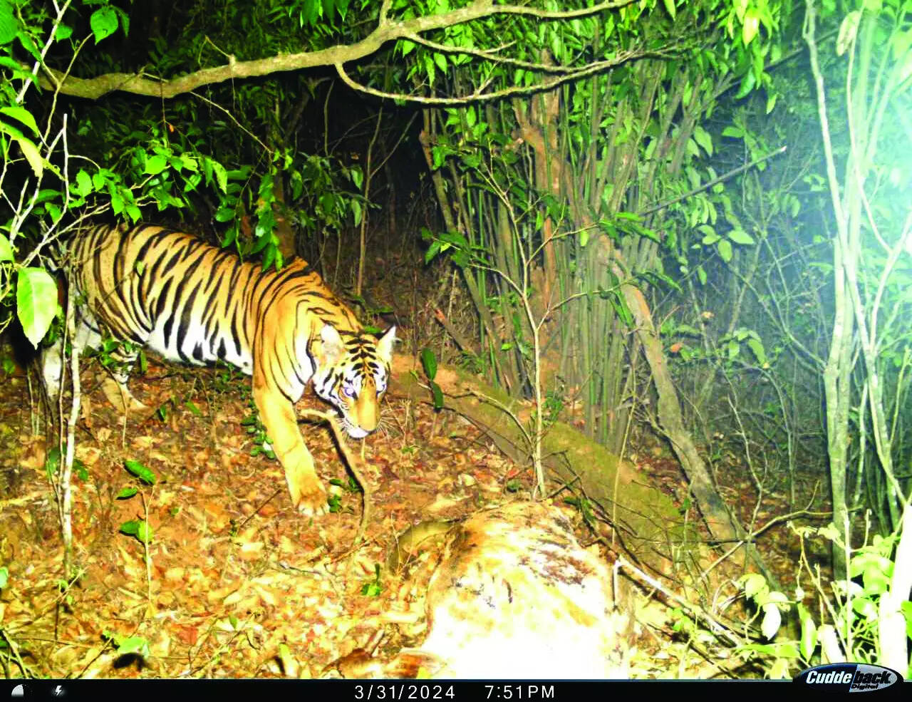 Human-animal conflicts rise as state drags its feet