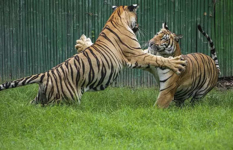 Uttar Pradesh has seen a steady rise in its tiger population