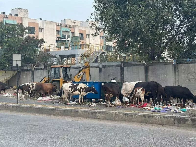 As GCC halts seizure, stray cattle take over Koyambedu
