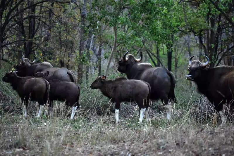 PTR rolls out action plan to increase gaur population after survey puts count at 68