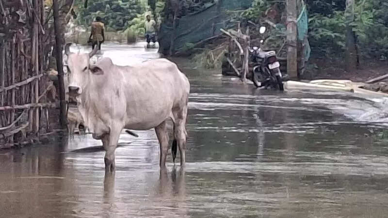 Fresh rainfall worsens flood situation in Jajpur, Kendrapada