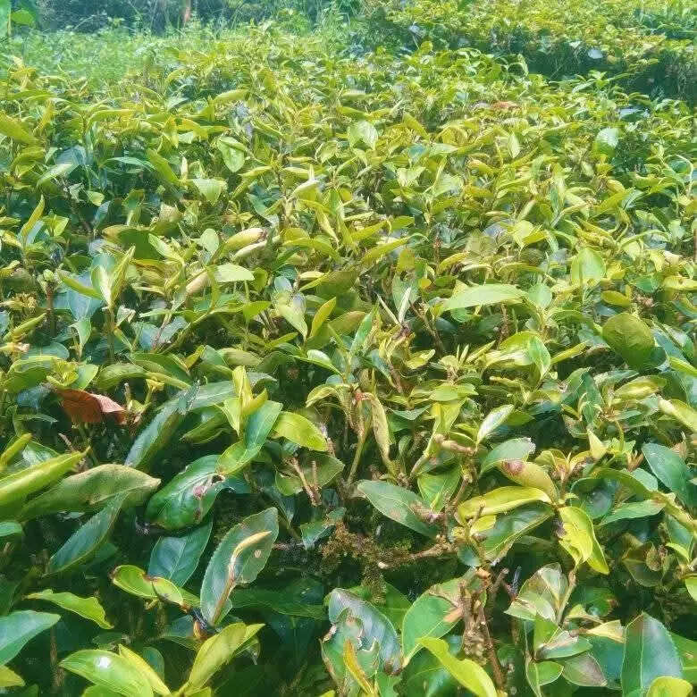 Tea industry reels under drought-like conditions, 12% drop in June prodn