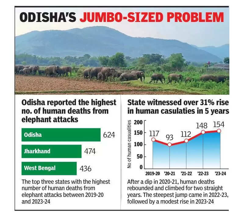 3 killed in elephant attack in Dhenkanal, forester suspended