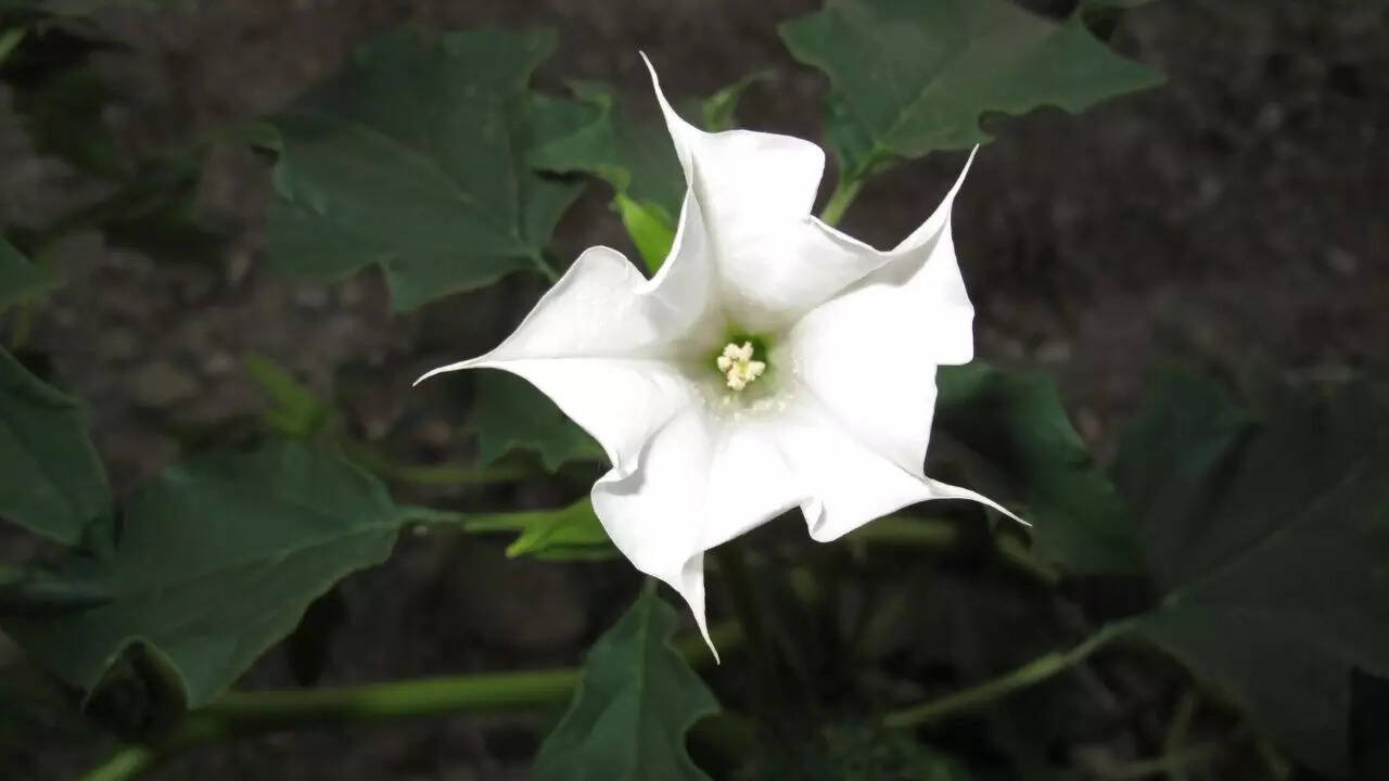 Datura: The sacred night-blooming flower you can grow at home by following these 10 steps