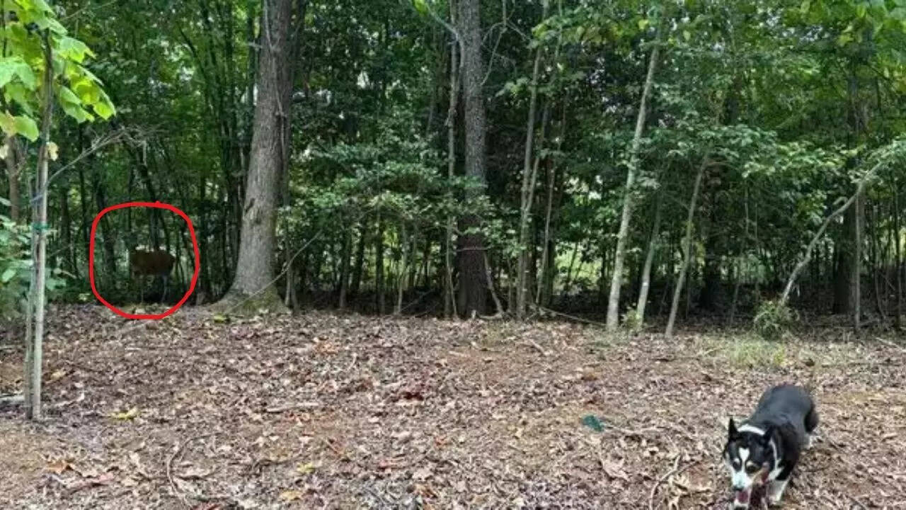 Optical Illusion Answer