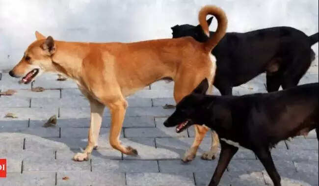 GCC to vaccinate 1L dogs against rabies