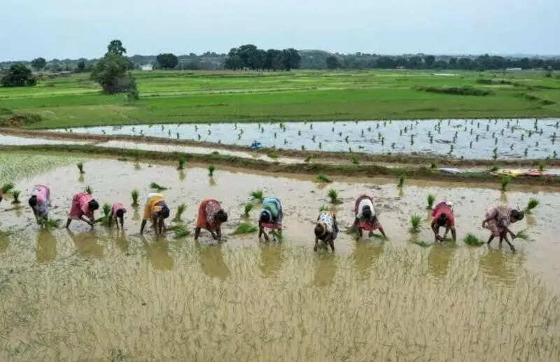 ‘Ropni’ tradition fast disappearing from H’bag, Chatra villages