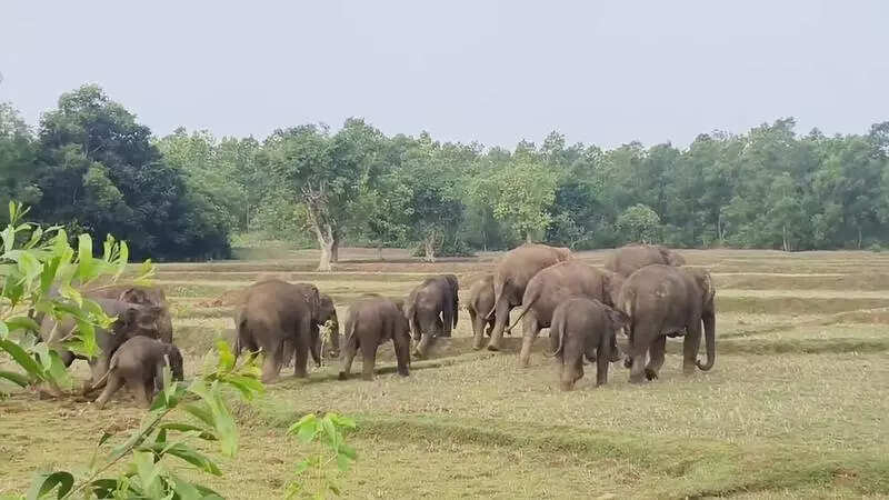 Tusker tramples man to death in Dhenkanal