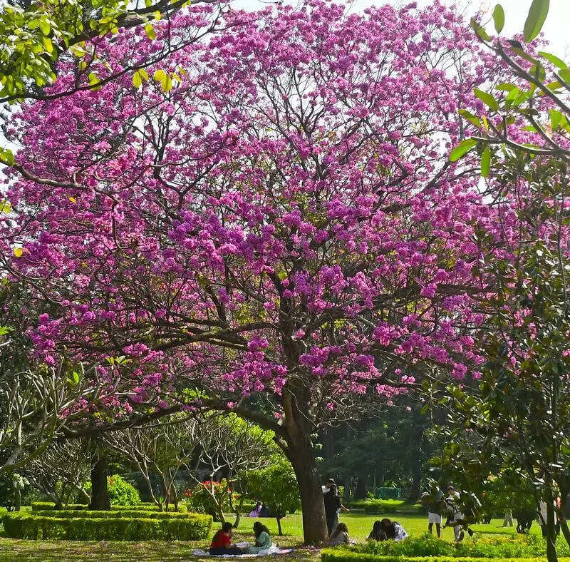 Bengaluru’s Cubbon Park date event sparks public backlash, gets scrapped