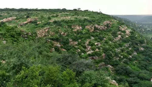 Aravali zoo safari design likely to be ready this month