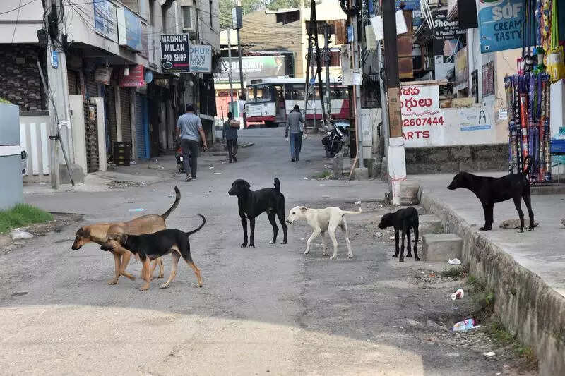Residents raise safety concerns as stray dog population rises in Vasavi Nagar