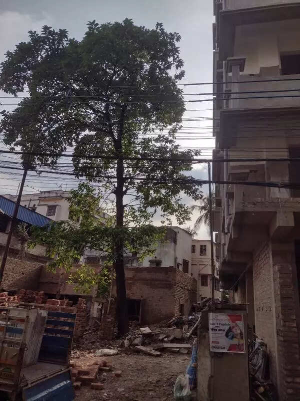 Forest dept acts on woman’s tip, saves tree from axe in school in Kolkata