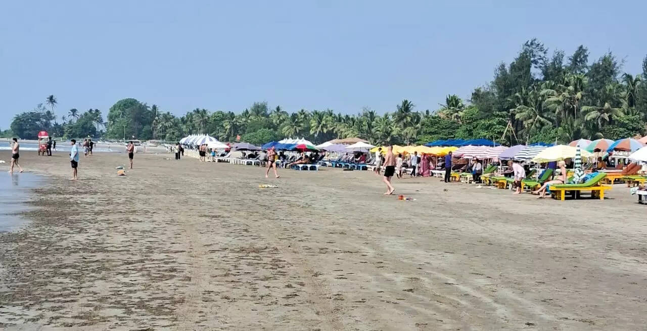 Morjim turtle nesting site faced threat from illegal beach shacks last season