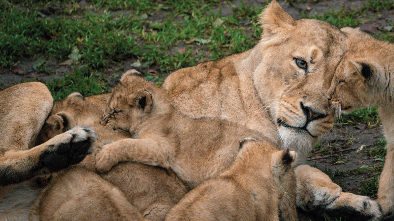 'Nothing goes to waste': Denmark zoo asks people to donate their pets to feed its predators; assures animals will be 'gently euthanized'