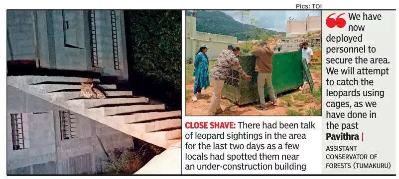 Growl unheard: Hearing-impaired children shifted to safety as 2 leopards sneak into school