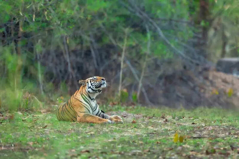 Wildlife board shoots down ethanol plant near tiger corridor