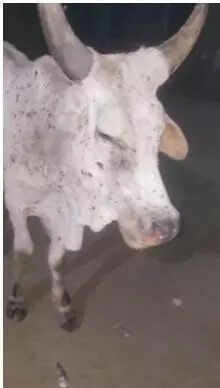 msid 123104098,imgsize 4572 https://jaipur.visitinrajasthan.com/wp-content/uploads/2023/10/cropped-cropped-R-2.png