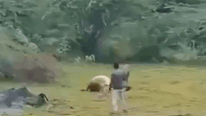 Man films lion devouring prey; predator turns and charges at him – watch video