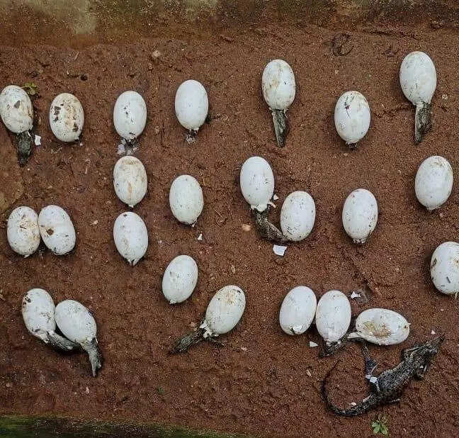 1,500 baby crocodiles emerge from nests in Bhitarkanika