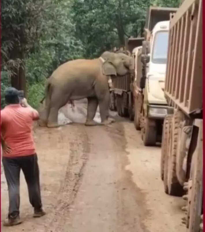 Elephant stops vehicles on highway in search of food