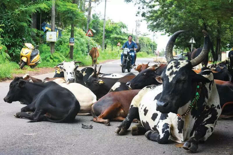 Animal deaths in accidents rise in fiscal year 2024-25, jumping to 582 from 508