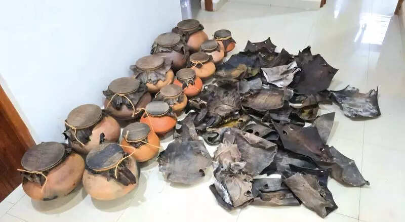 Monitor lizard skins seized, resident of Mapusa booked