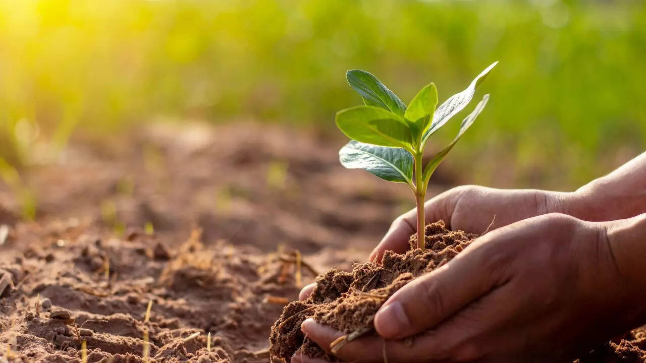 7 smart ways to use hydrogen peroxide for healthier plants: Treat fungus, root rot, and more