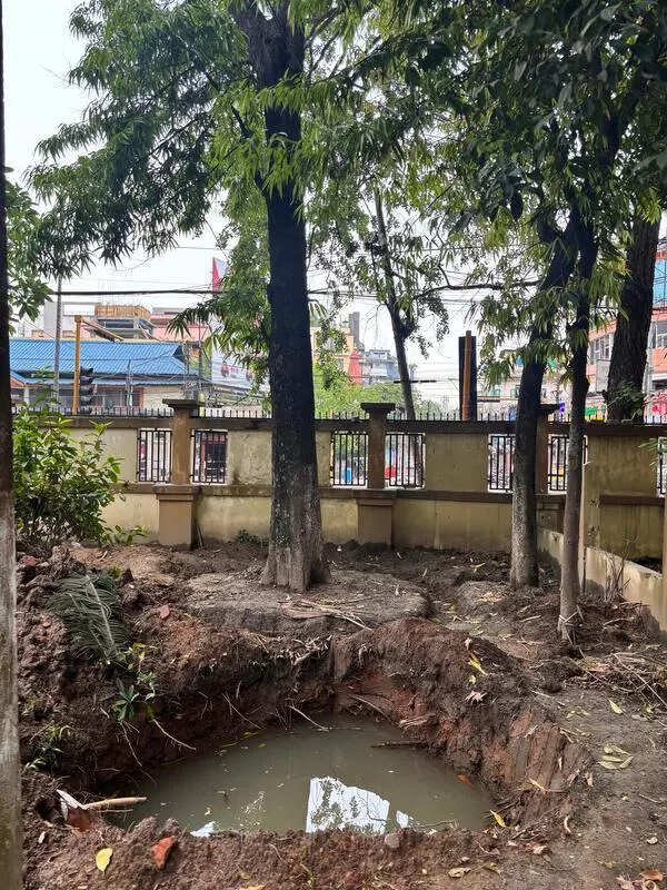 Trees transplanted for flyover construction sprout new leaves