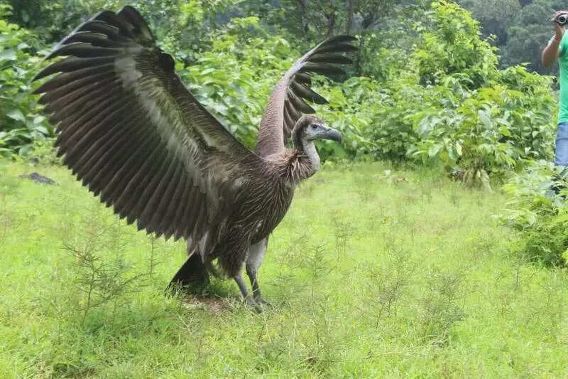Koderma forest div discusses ways to conserve vultures