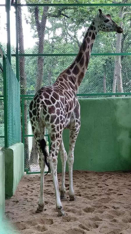 Birsa zoo finally welcomes first giraffe after 9-year wait