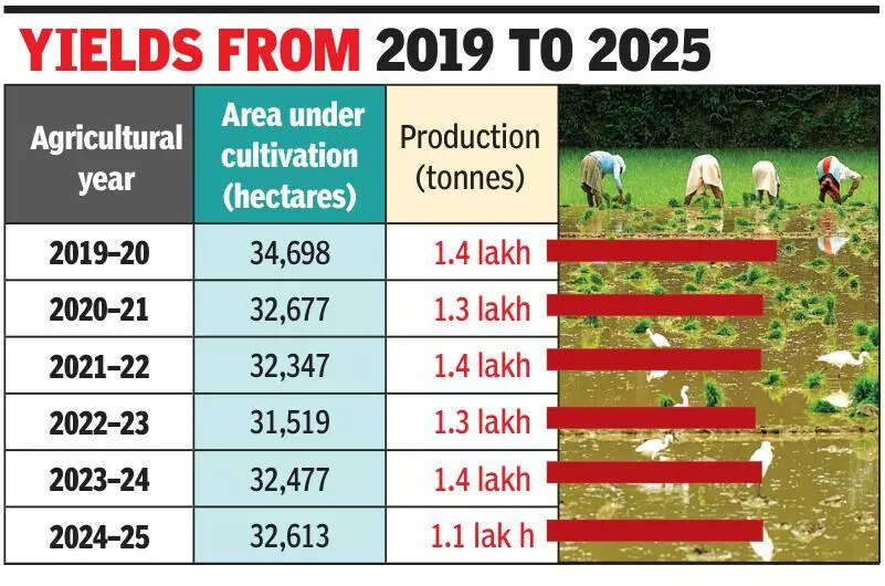 Despite Goa’s stable cultivation area, paddy production records a decline