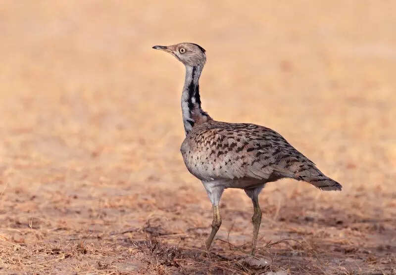 msid 123196021,imgsize 35466 https://jaipur.visitinrajasthan.com/wp-content/uploads/2023/10/cropped-cropped-R-2.png