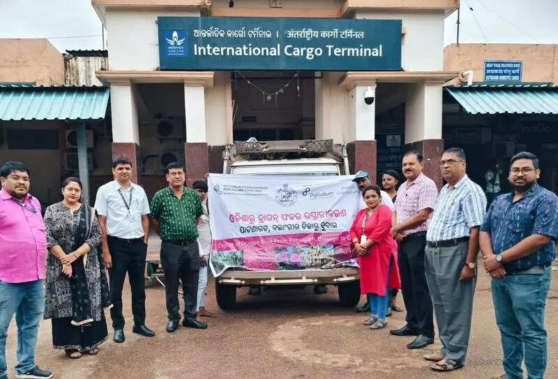 Dragon fruit from Balangir exported to Dubai for 2nd year in a row
