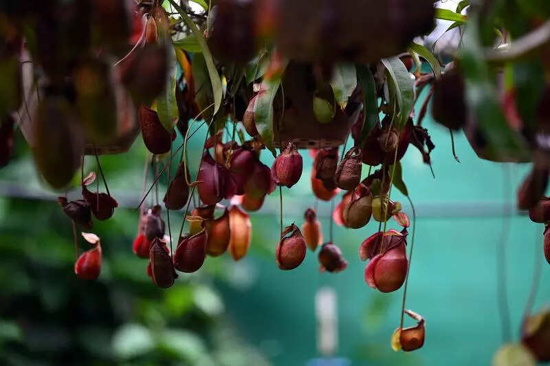 Engineer nurtures garden of carnivorous plants for 25 years