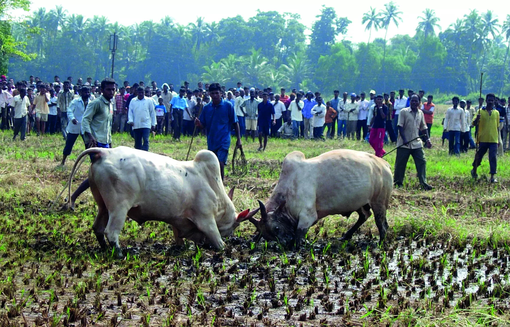 With SOPs still not in place, dhirio continue in Salcete