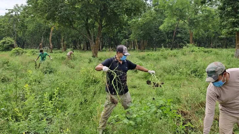 Parthenium eradication drive in Pobitora Wildlife Sanctuary to protect grasslands